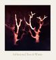 Sol Invictus ‎– Trees In Winter 